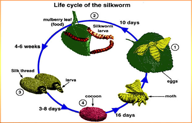 Life cycle of the silkworm