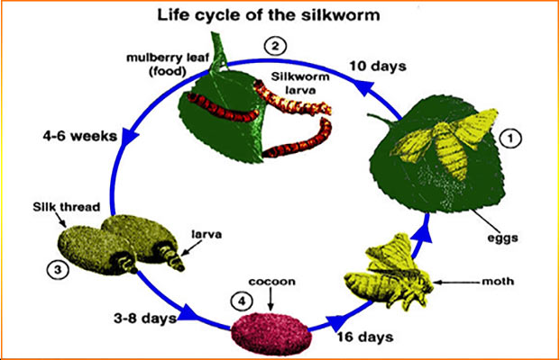 ielts-writing-task-1-life-cycle-diagram-life-cycle-of-the-silkworm-and