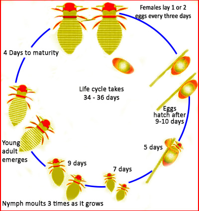 Life cycle of honey bee