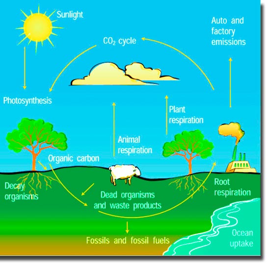 carbon cycle in nature